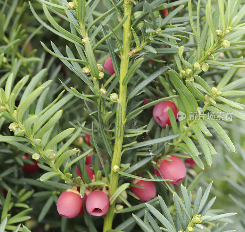 红豆杉(Taxus baccata)红浆果